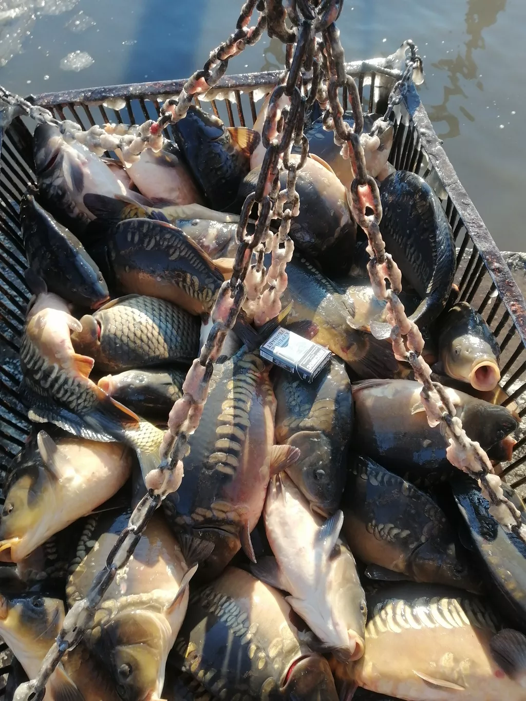 реализуем рыбу: карп в Белгороде и Белгородской области