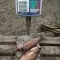 толстолобик живой 2.8-3.1 кг в Белгороде 3