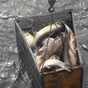 прудовая живая рыба оптом в Белгороде 2
