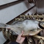 вкусная готовая рыбная продукция в Ростове-на-Дону 7